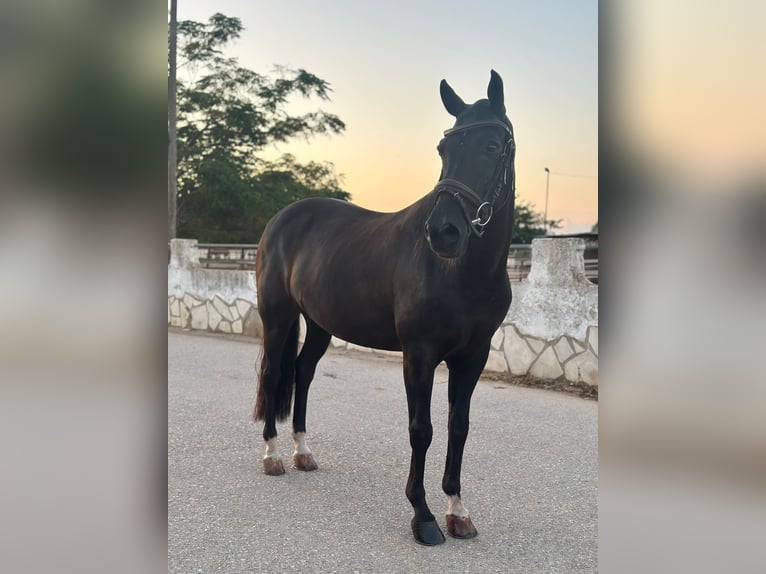 New Forest Pony Gelding 11 years 14,1 hh Bay-Dark in Els Poblets