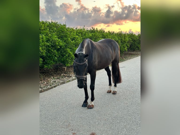 New Forest Pony Gelding 11 years 14,1 hh Bay-Dark in Els Poblets