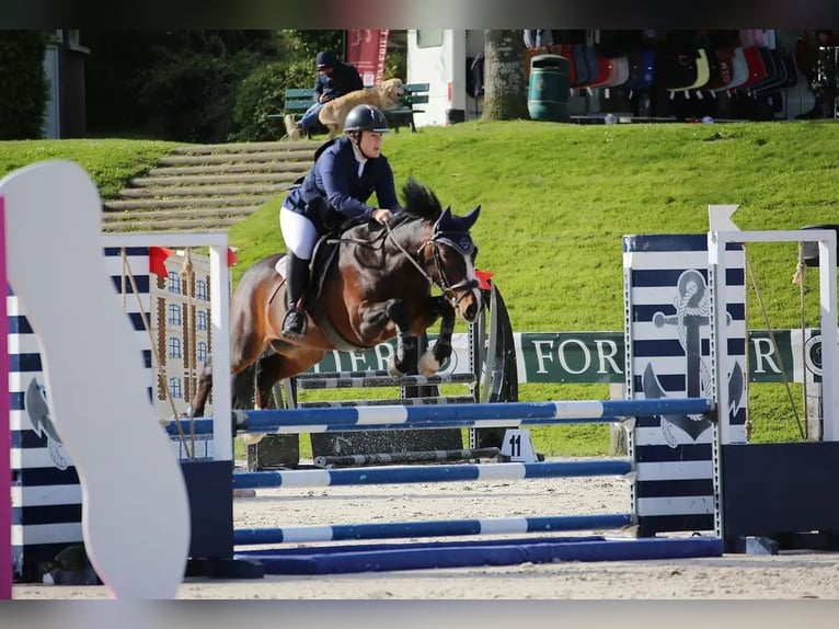 New Forest Pony Gelding 11 years 14,1 hh Brown in Kersaint Plabennec