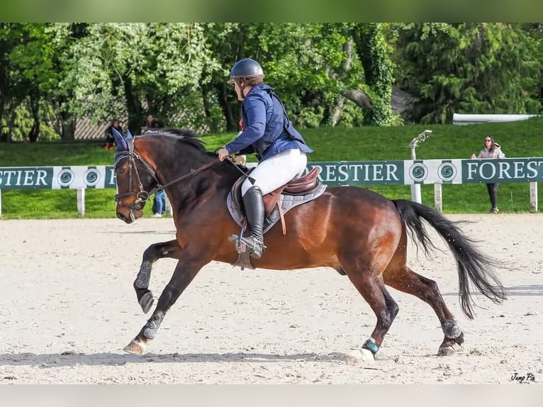 New Forest Pony Gelding 11 years 14,1 hh Brown in Kersaint Plabennec