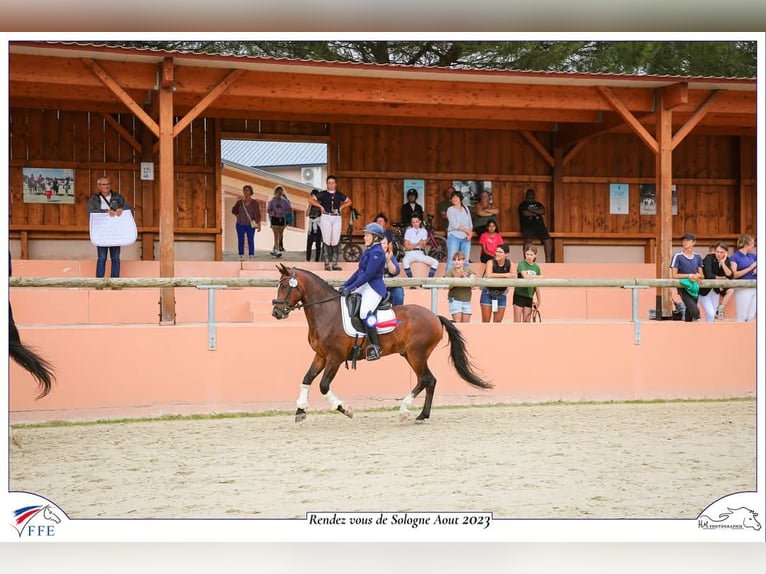 New Forest Pony Gelding 11 years 14,1 hh Brown in Kersaint Plabennec