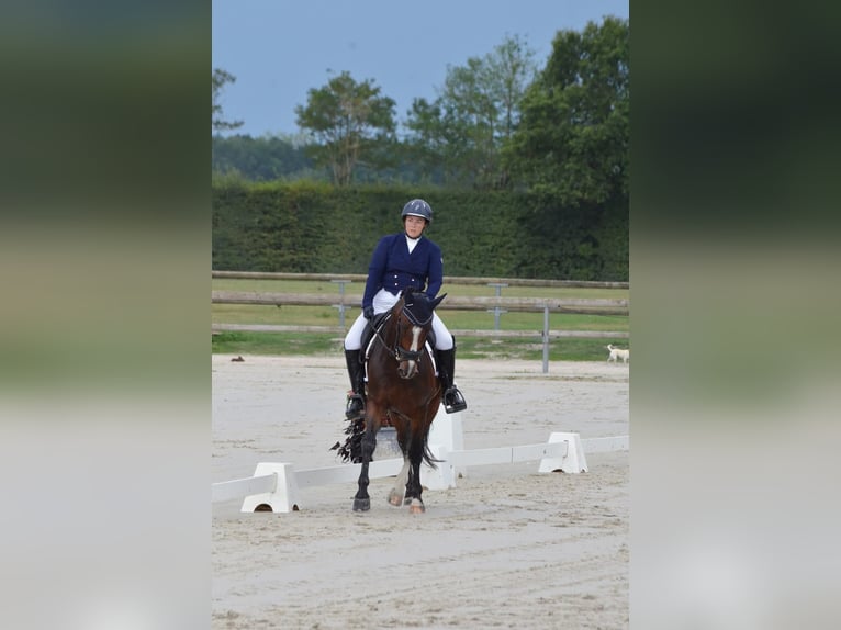 New Forest Pony Gelding 11 years 14,1 hh Brown in Kersaint Plabennec