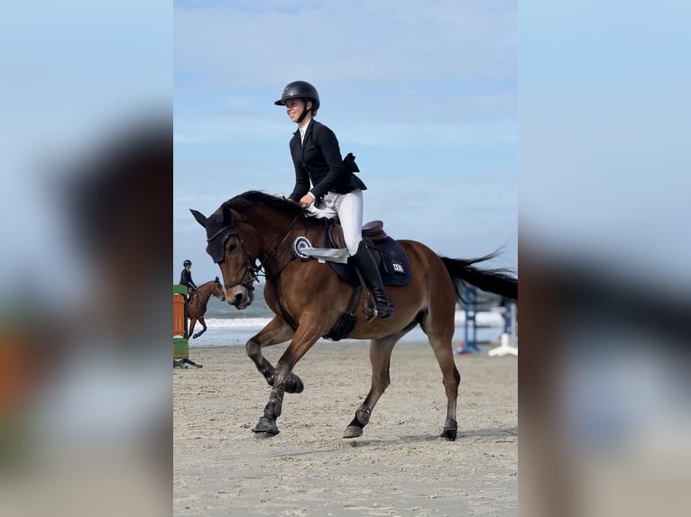 New Forest Pony Gelding 11 years 14,2 hh Brown in Straelen