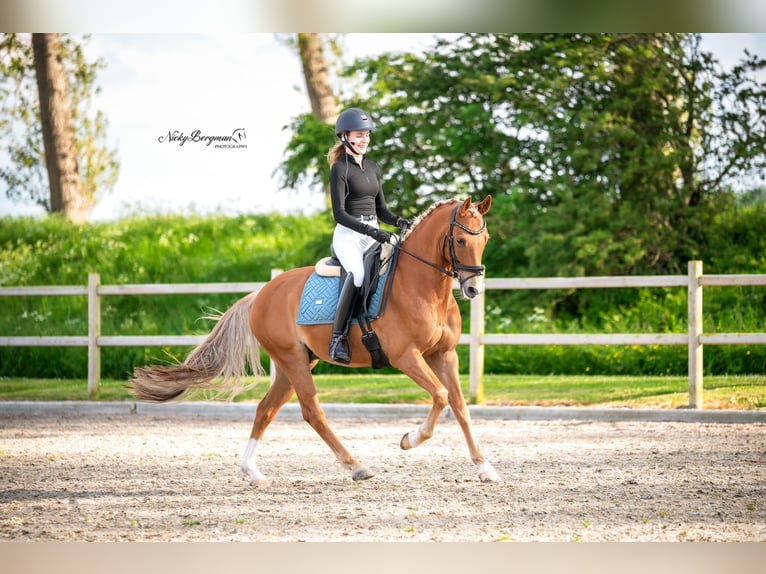 New Forest Pony Gelding 11 years 14,2 hh Chestnut-Red in Zuiddorpe