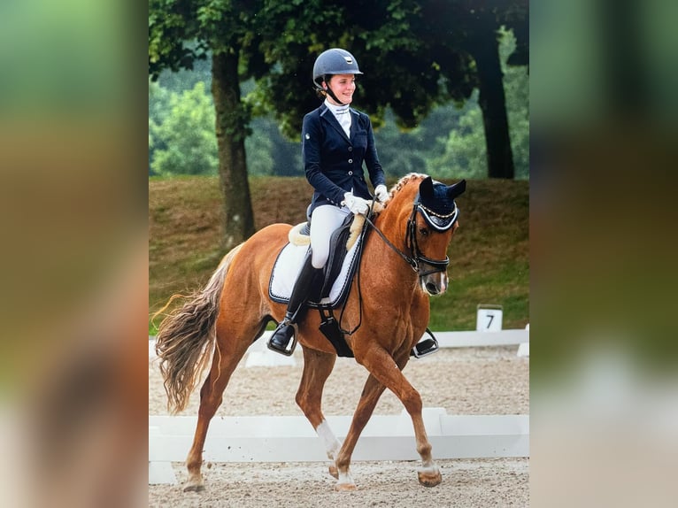 New Forest Pony Gelding 11 years 14,2 hh Chestnut-Red in Zuiddorpe