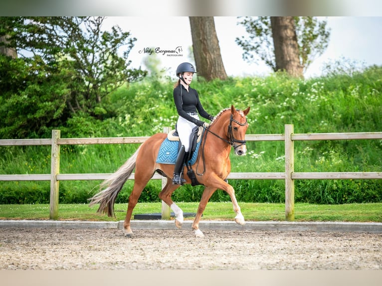 New Forest Pony Gelding 11 years 14,2 hh Chestnut-Red in Zuiddorpe