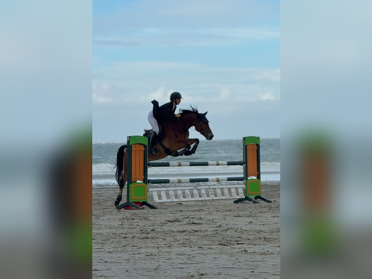 New Forest Pony Gelding 11 years 14,2 hh Brown in Straelen