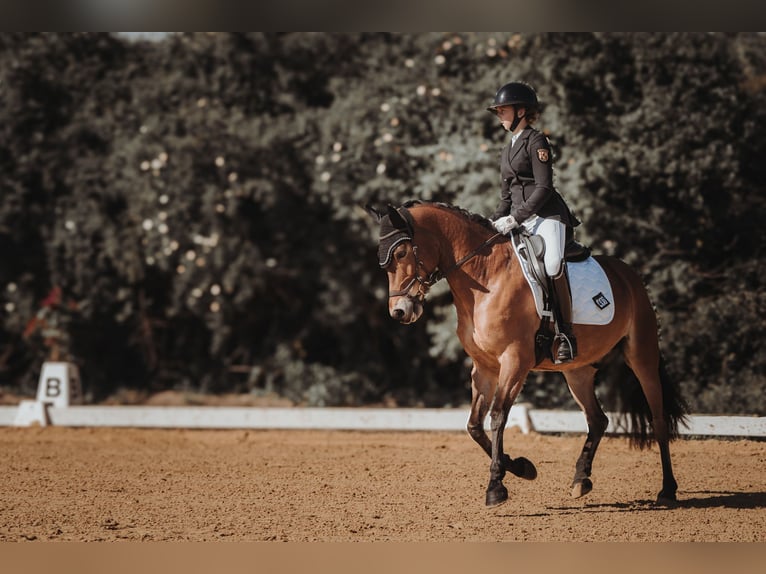 New Forest Pony Gelding 11 years 14,2 hh Brown in Straelen