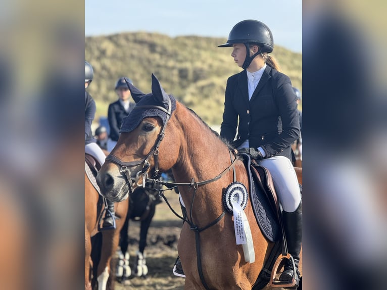 New Forest Pony Gelding 11 years 14,2 hh Brown in Straelen