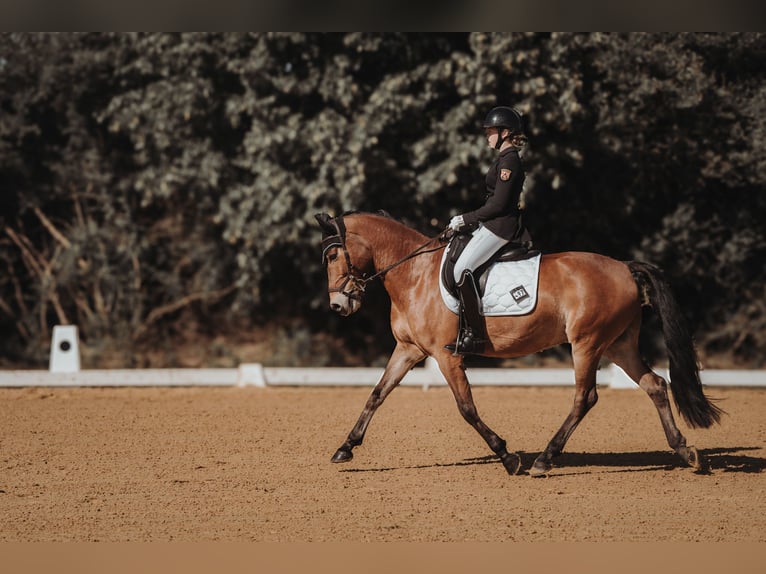 New Forest Pony Gelding 11 years 14,2 hh Brown in Straelen