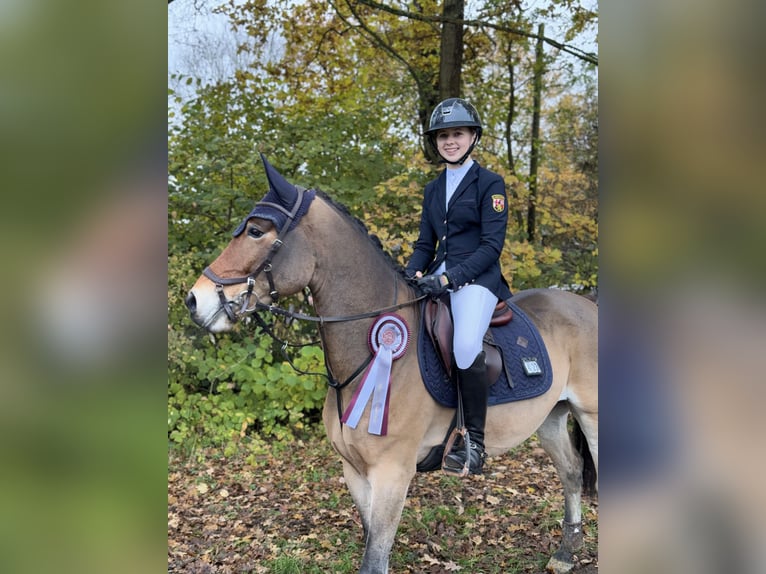 New Forest Pony Gelding 11 years 14,2 hh Brown in Straelen