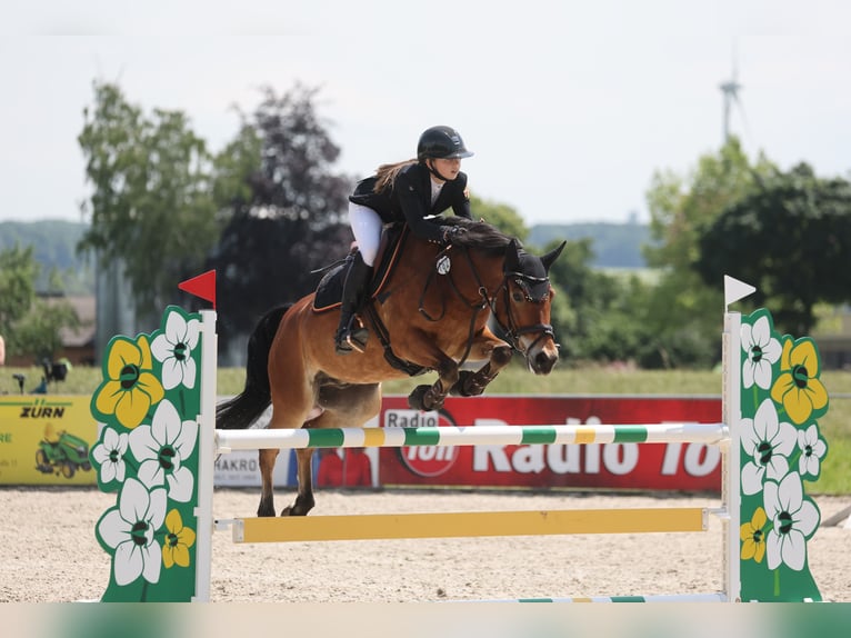 New Forest Pony Gelding 11 years 14,2 hh Brown in Straelen