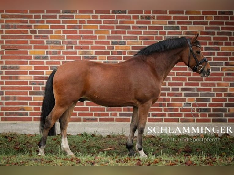 New Forest Pony Gelding 12 years 13,2 hh Brown in Rhede