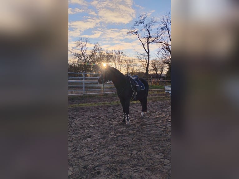 New Forest Pony Gelding 12 years 14.1 hh Bay-Dark in Werneuchen