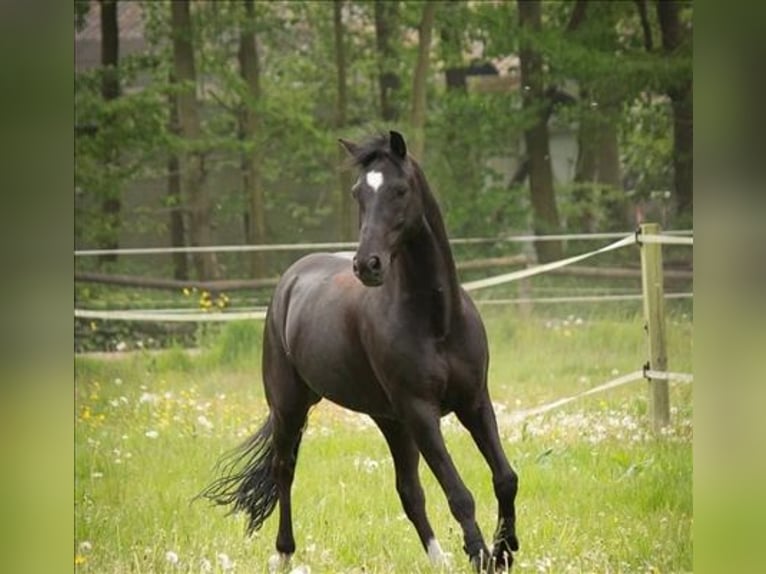 New Forest Pony Gelding 12 years 14,1 hh Bay-Dark in Lelystad
