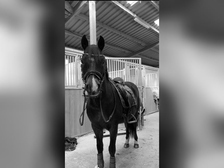 New Forest Pony Gelding 12 years 14,1 hh Black in Sommerhausen