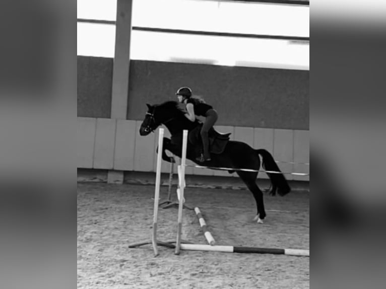 New Forest Pony Gelding 12 years 14,1 hh Black in Sommerhausen