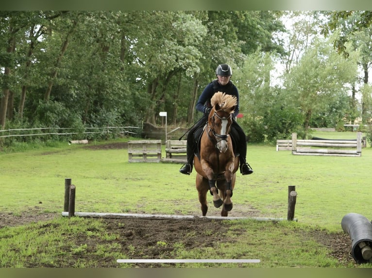 New Forest Pony Mix Gelding 12 years 14,1 hh Chestnut-Red in Luttenberg