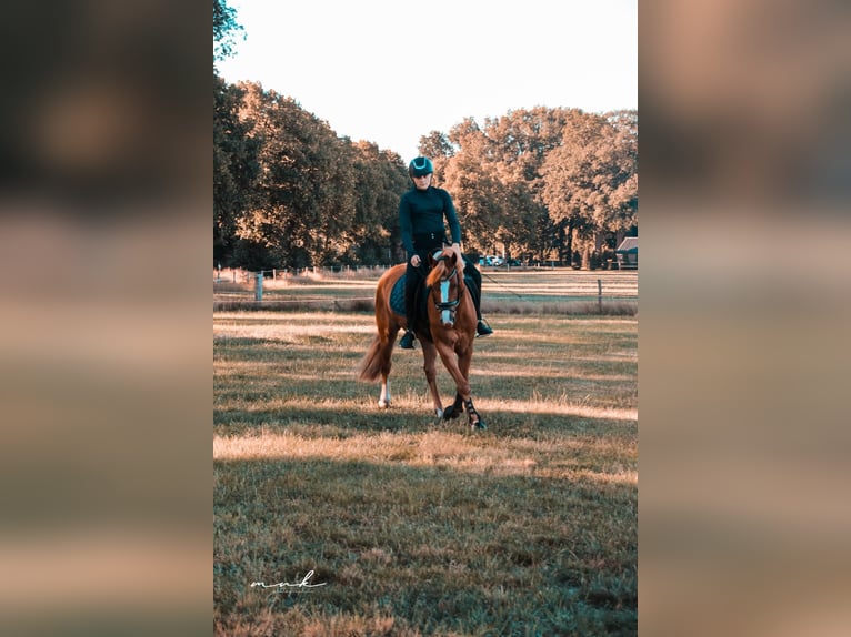 New Forest Pony Mix Gelding 12 years 14,1 hh Chestnut-Red in Luttenberg