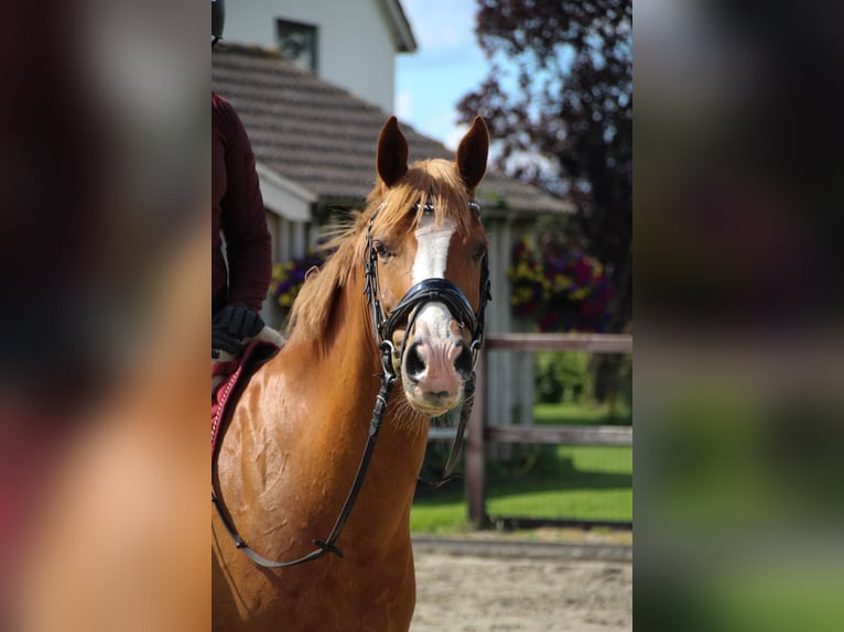 New Forest Pony Mix Gelding 12 years 14,1 hh Chestnut-Red in Luttenberg