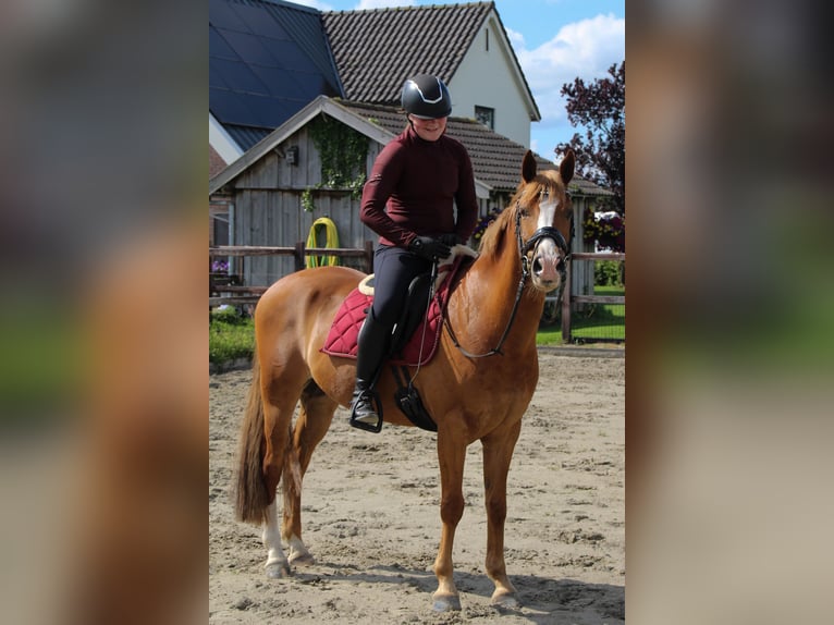 New Forest Pony Mix Gelding 12 years 14,1 hh Chestnut-Red in Luttenberg