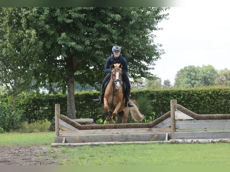 New Forest Pony Mix Gelding 12 years 14,1 hh Chestnut-Red in Luttenberg