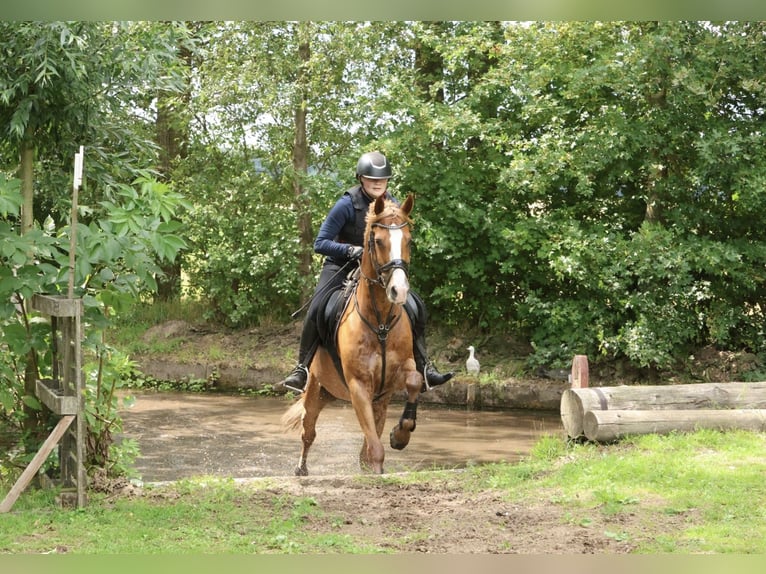 New Forest Pony Mix Gelding 12 years 14,1 hh Chestnut-Red in Luttenberg