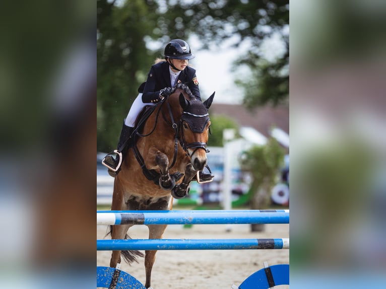 New Forest Pony Gelding 12 years 14.2 hh Brown in Straelen