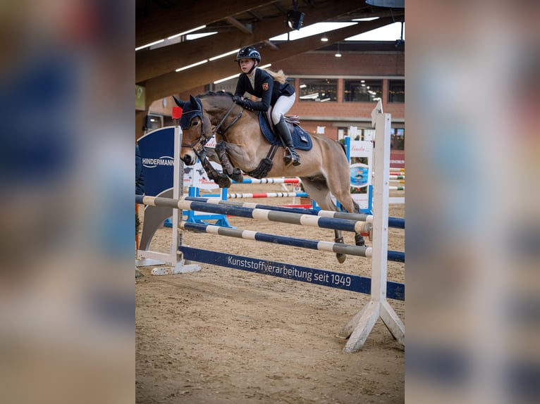 New Forest Pony Gelding 12 years 14.2 hh Brown in Straelen