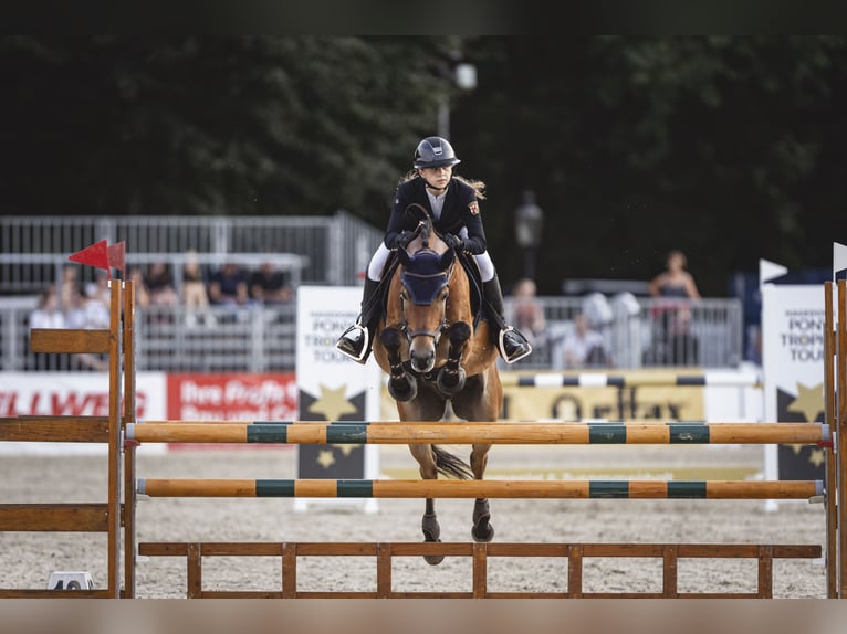 New Forest Pony Gelding 12 years 14.2 hh Brown in Straelen