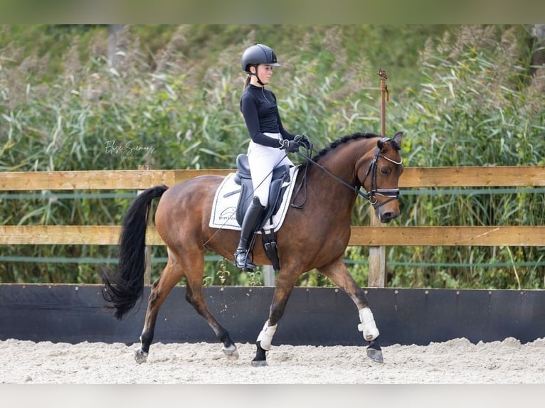 New Forest Pony Gelding 12 years 14,1 hh Brown in Utrecht
