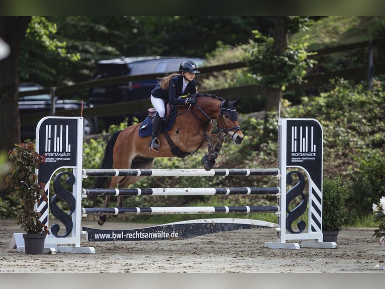 New Forest Pony Gelding 12 years 14,2 hh Brown in Straelen