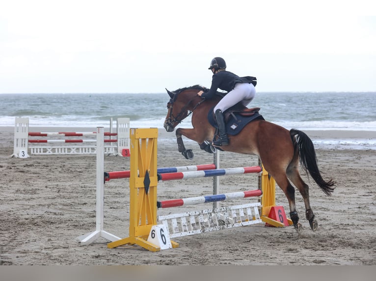 New Forest Pony Gelding 12 years 14,2 hh Brown in Straelen