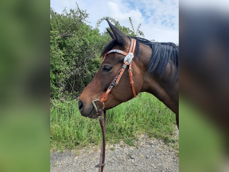 New Forest Pony Gelding 12 years 15 hh Brown in Niederkirchen