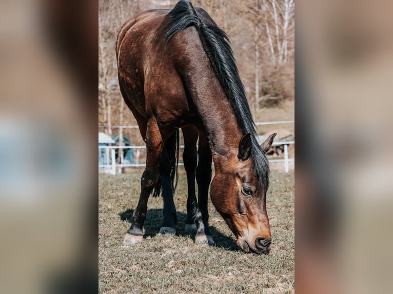 New Forest Pony Gelding 12 years 15 hh Brown in Niederkirchen