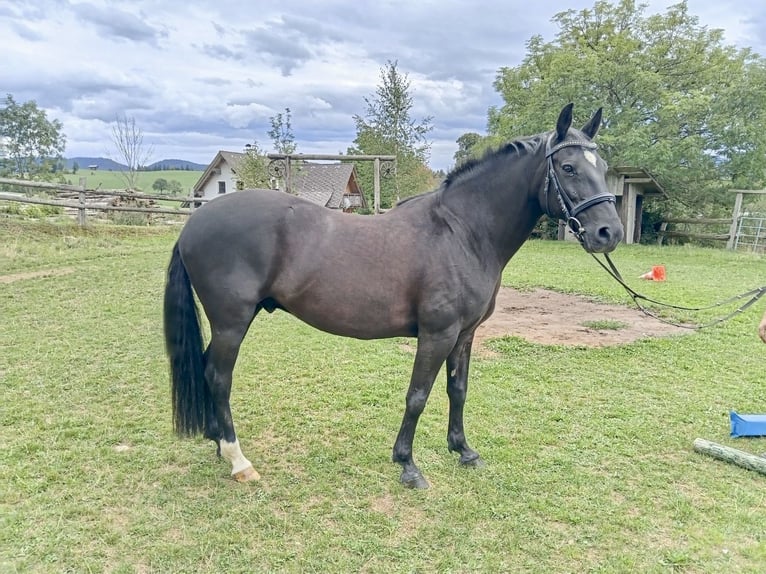 New Forest Pony Gelding 13 years 14.1 hh Black in Teichalm