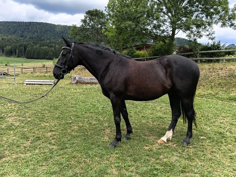 New Forest Pony Gelding 13 years 14.1 hh Black in Teichalm
