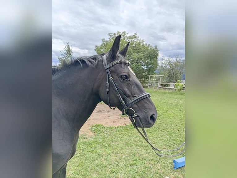 New Forest Pony Gelding 13 years 14.1 hh Black in Teichalm