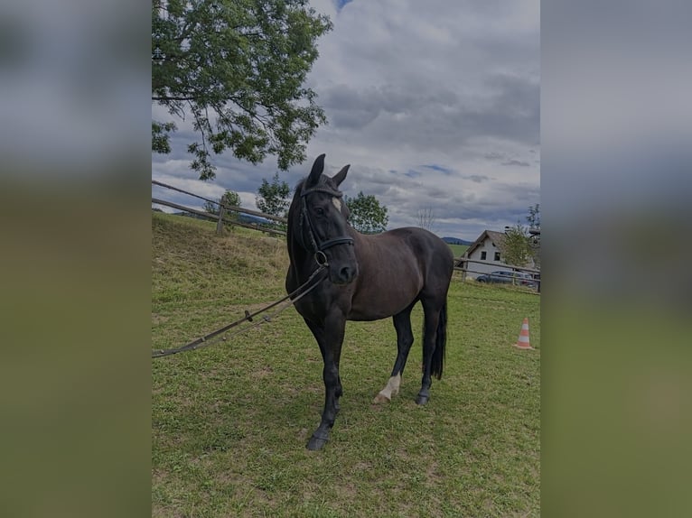 New Forest Pony Gelding 13 years 14.1 hh Black in Teichalm