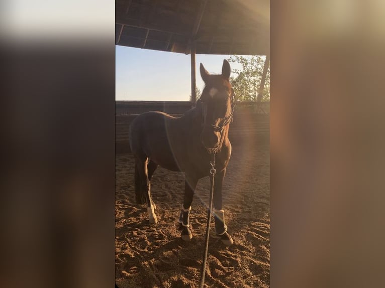 New Forest Pony Gelding 13 years 14.1 hh Black in Teichalm