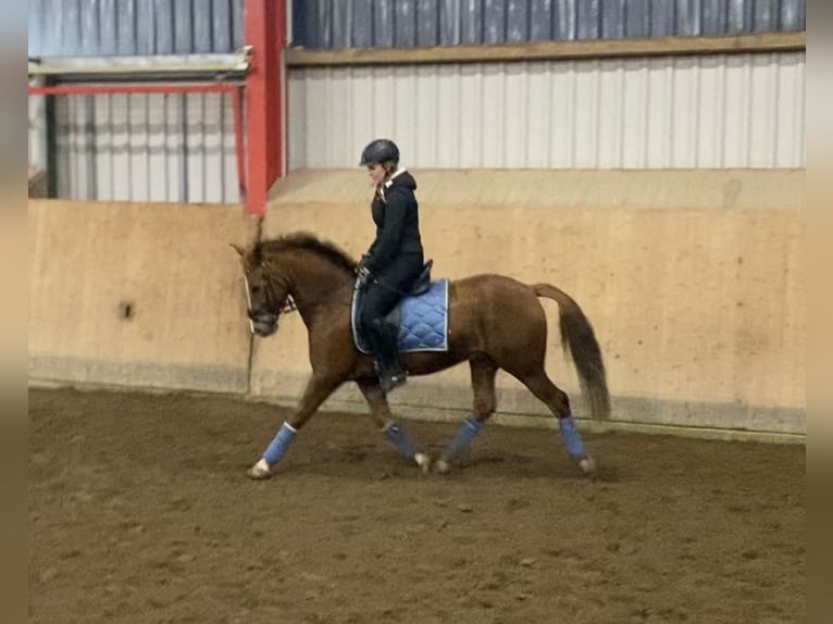 New Forest Pony Gelding 13 years 14.1 hh Chestnut-Red in Zerbst