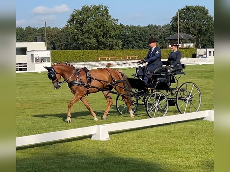New Forest Pony Gelding 13 years 14.1 hh Chestnut-Red in Bonitz