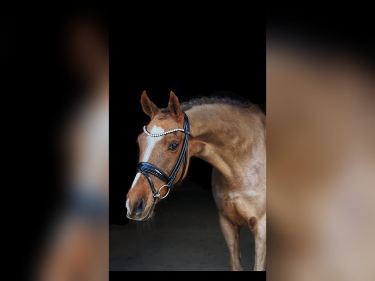 New Forest Pony Gelding 13 years 14,1 hh Chestnut-Red in Reck, bei Osnabrück