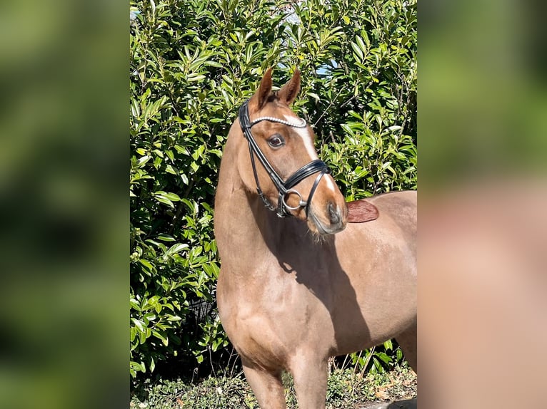 New Forest Pony Gelding 13 years 14,1 hh Chestnut-Red in Reck, bei Osnabrück