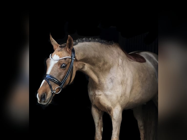 New Forest Pony Gelding 13 years 14,1 hh Chestnut-Red in Reck, bei Osnabrück