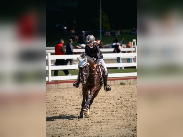 New Forest Pony Gelding 13 years 14,1 hh Bay-Dark in Kaunas