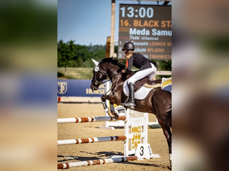 New Forest Pony Gelding 13 years 14,1 hh Bay-Dark in Kaunas