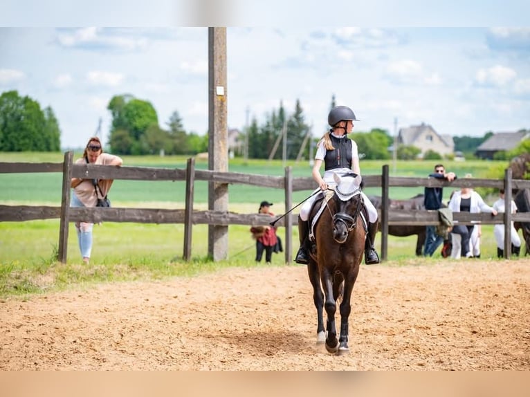 New Forest Pony Gelding 13 years 14,1 hh Bay-Dark in Kaunas