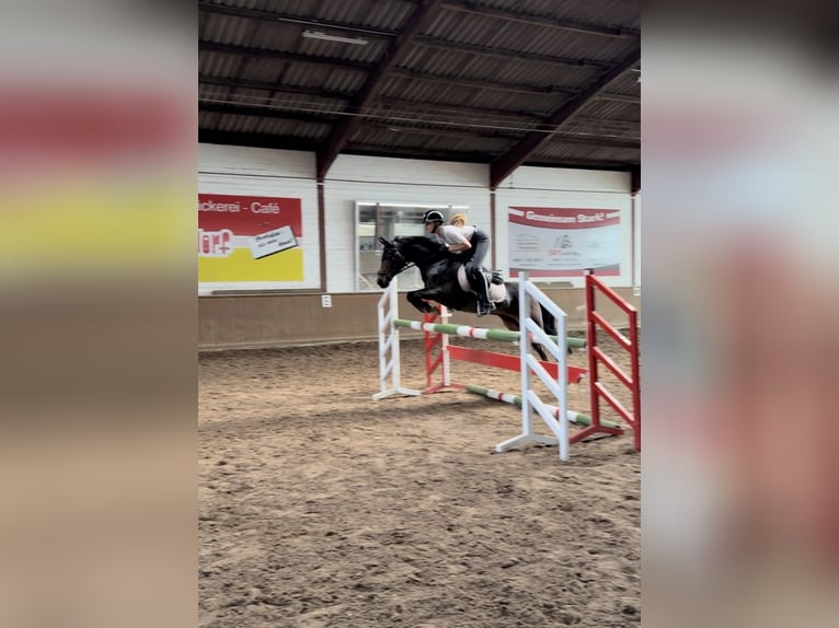 New Forest Pony Gelding 14 years 13,2 hh Brown in Essen (Oldenburg)