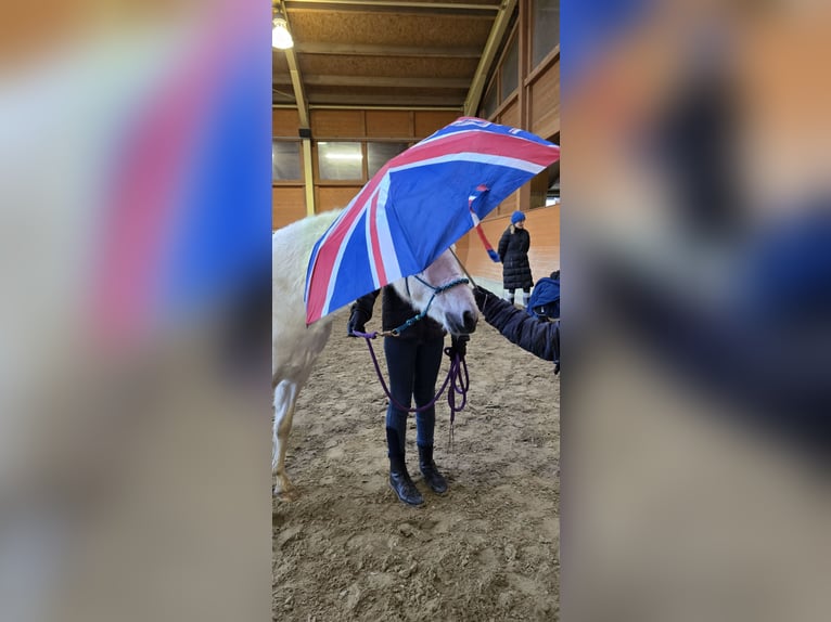 New Forest Pony Gelding 14 years 13,2 hh Gray in Heiligenhaus